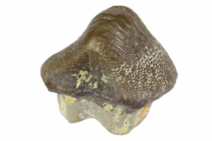 Fossil Crusher Shark (Ptychodus) Tooth - Kansas #152334